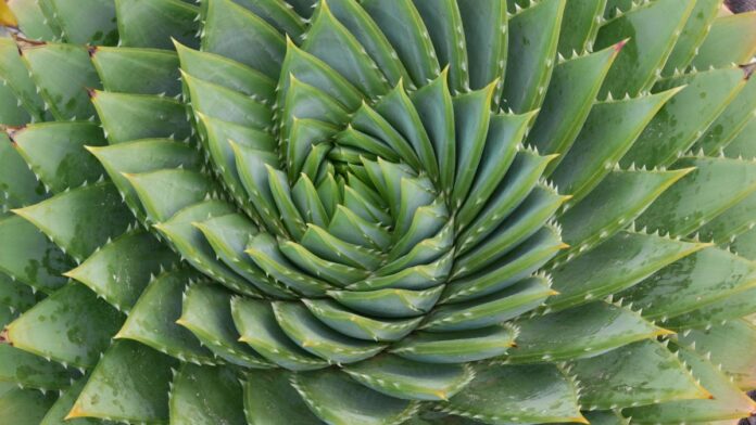 الصبر و الصبار