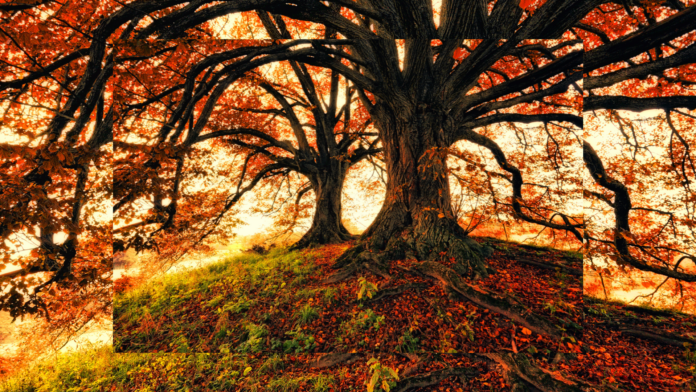 طريق الذكريات