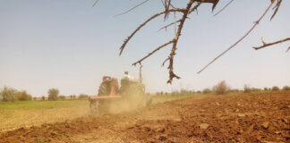 شاذلي جعفر شقاق يكتب :(التِّبْنة) أيقونة الرِّيِّ المطَريِّ والمراعِي الطبيعيَّة!